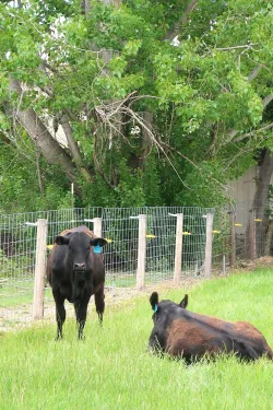 Cows near fence in pasture.