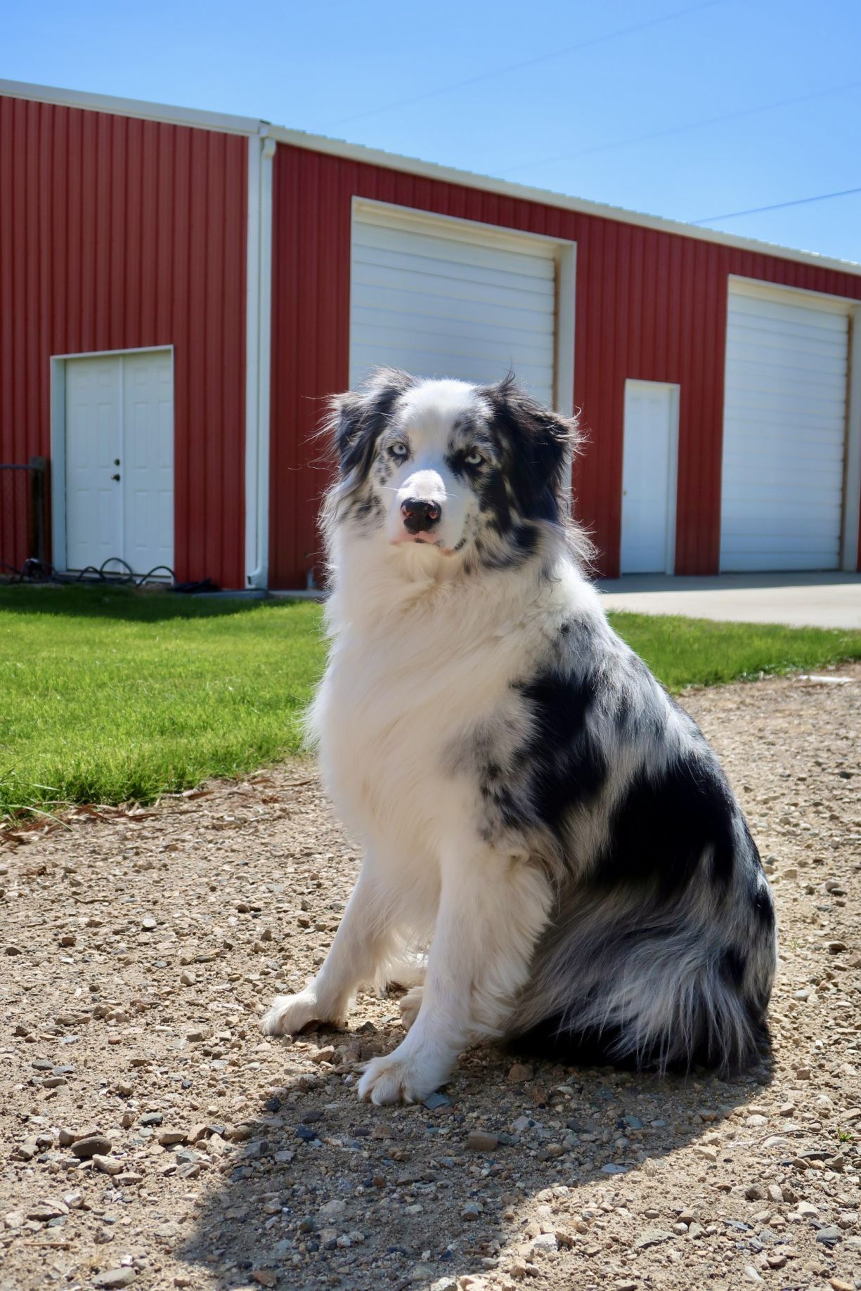 Dog posing in front of barn.