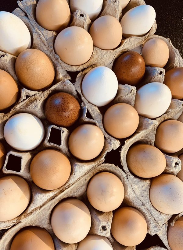 Farm Fresh Boise Idaho Eggs