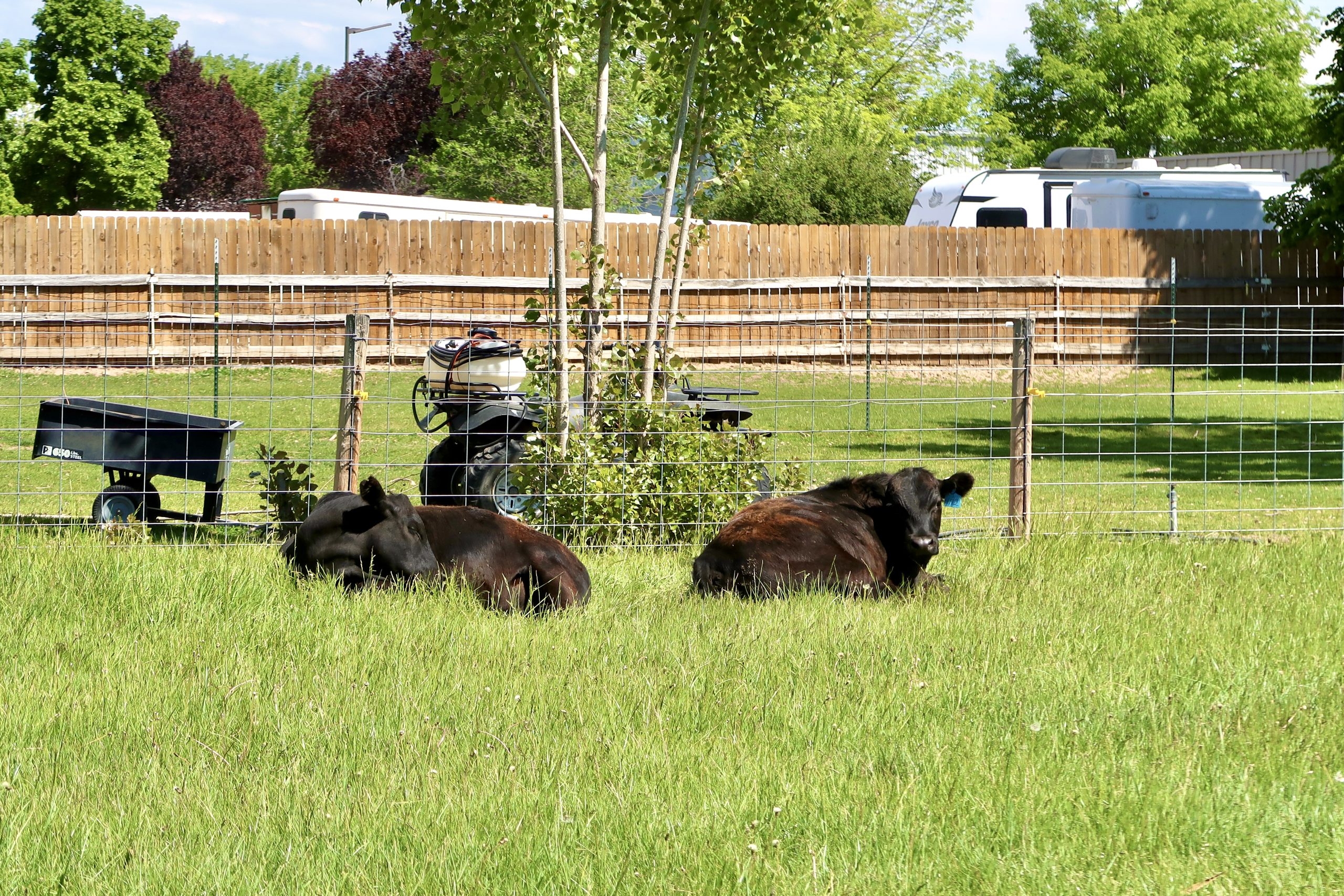Cows laying down in pasture.